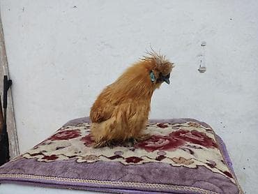 породистые котята бишкек: Продается молодой петушок породы китайский шелковый. писать только на — 4