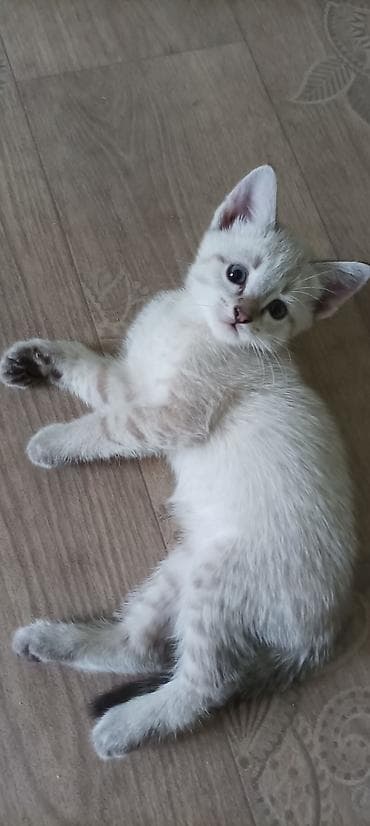 Үй жаныбарлары: Котята мальчик чёрно-белый,девочки,воспитанные,1.5месяца,родители — 1