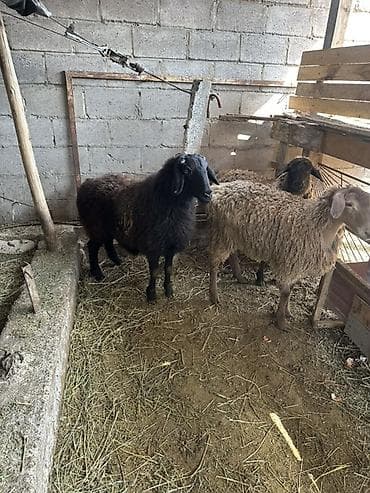 бараны аршан: Продаю | Овца (самка) | Для разведения | Матка — 1