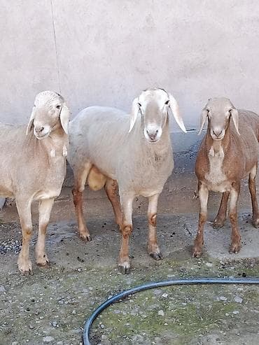 Продаю | Баран (самец) | Арашан | Для разведения