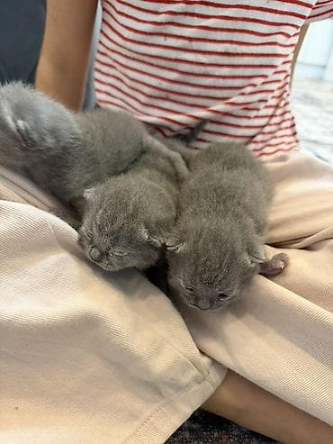 котята рэгдолл: Шотландские котята, окрас голубой (серый). На фото — помет из трёх — 2