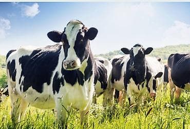 Коровы, быки: Продаю | Корова (самка) | Голштин | Для молока | Племенные — 1