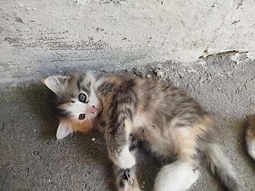 манчкин котята купить: Котёнок-трёхцветка (девочка) с полудлинной пушистой шерстью. Окрас — 5