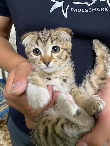 Шотландский вислоухий котёнок (скоттиш-фолд) - Окрас: табби