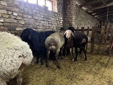 перепелки несушки: Продаю | Баран (самец) | Для разведения | Матка — 6