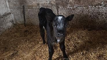 животные в добрые руки: Продаю | Тёлка | Бельгийская | На откорм, Для разведения | Искусственник — 10