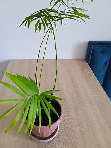 пеларгония: Комнатные растения в горшках: 1) Пеларгония (герань) с крупными — 5