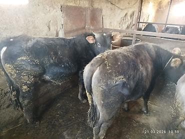 Продаю | Бык (самец) | На откорм at lalafo.kg Продаю | Бык (самец) | На откорм