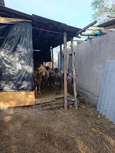 алабай: фото щенки: Продаю | Овца (самка) | Полукровка | Для разведения | Матка — 3