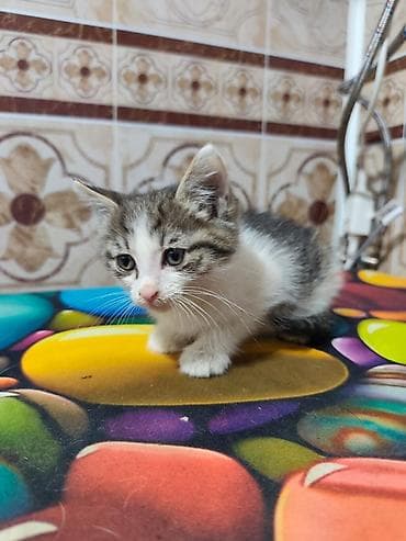новорожденный котенок: Кошка даром: Беспородная, Мальчик — 3
