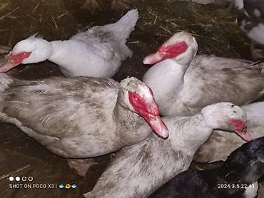 инкубатор для цыплят цена бишкек: Продаю яйца индоуток для инкубации Инкубационное яйцо индоуток крупных — 4