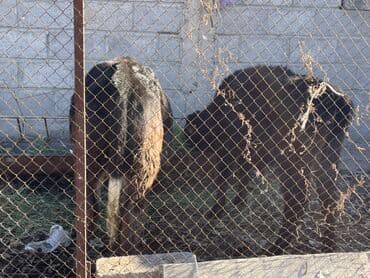 немецкая овчарка черная: Продаю | Музоо, торпок | На откорм | Привязанные — 4