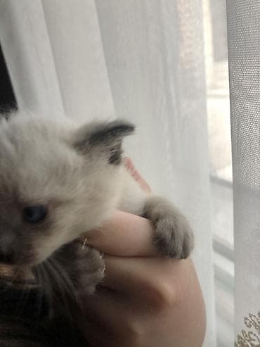 кошко: Кошка даром: Сиамская, Девочка — 3