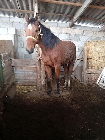 Лошади, кони: Продаю | Жеребец | Конный спорт — 1