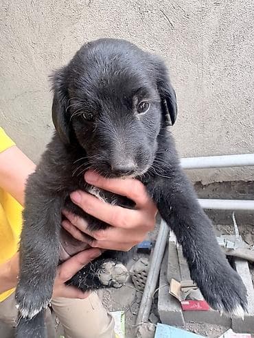 кане корсо собака цена: Собака даром: 1 месяц, Самка, С родословной — 4