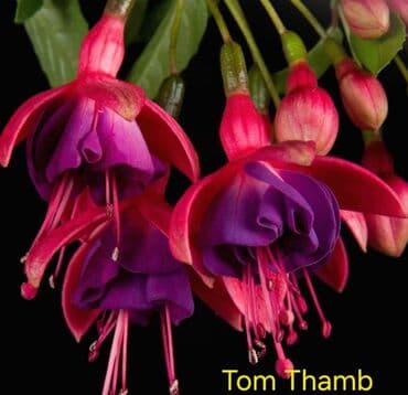 зарядка смарт часы: Продаю Детки!!! (укорененные черенки)сортовых,комнатных фуксий!Цена — 29