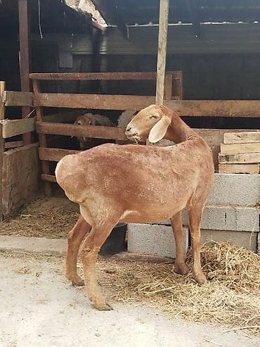 балык кумара: Продаю | Овца (самка) | Полукровка | Для разведения | Племенные — 4
