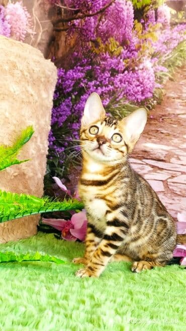 новорожденные котята: Друзья!! Проф питомник Бен Гла Мур Предлагает Шикарных элитных — 11