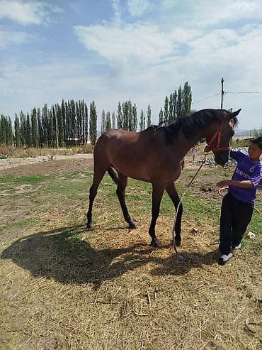 Баран, овца: Продаю | Жеребец | Конный спорт — 4