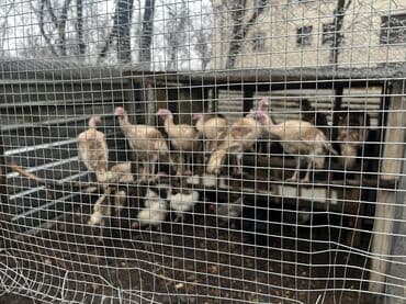 срочно продаю в связи с переездом: Индюки на забой, для разведения. Вес 5-6-7 кг — 2