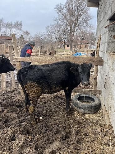 турецкий кангал цена: Телка кунаажын 8месяцев — 1