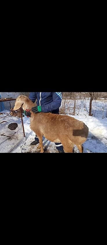 авган бараны: Продаю | Баран (самец) | Долан | Для разведения | Племенные — 3