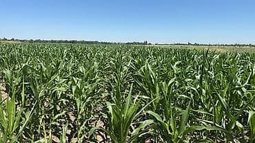 рыбная мука: Продается Кукуруза 🌽 для Силоса Российское семена, до 70 га Адрес — 2