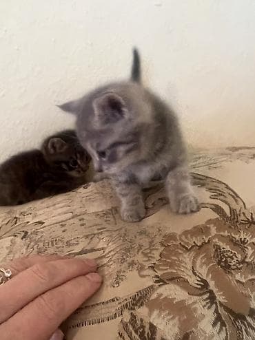 котята купить бесплатно: Котята, домашние, пушистые малыш обе мальчики Описание: - Возраст: 1 — 2