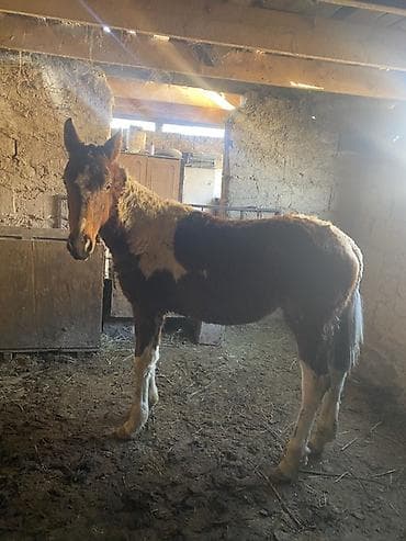 ат жаныбар: Сатам | Тай | Көбөйтүү үчүн — 3