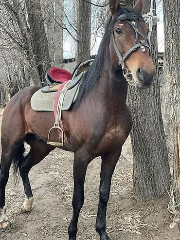 6 месяцев: Продаю | Жеребец | Английская | Рабочий | Осеменитель — 5