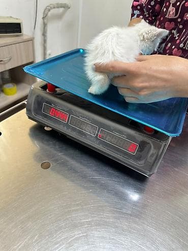 scottish fold: Белоснежный котёнок с красивыми карими глазами. Ходит только в лоток — 5