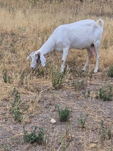 сколько стоит собака породы доберман: Сатам | Теке (эркек) | Сүт алуу үчүн — 1