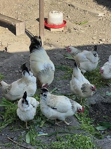 коровы молоко: ДОМАШНИЕ ЯЙЦА | ОПТОМ РОЗНИЦА Продаю домашние яйца для питания на — 2