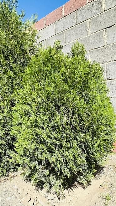 комнатные цветы фикус: Туя западная (вероятно сорта шаровидная/колоновидная). Вечнозелёные — 1