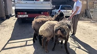 Продаю | Баран (самец) | Для разведения