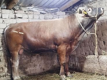 Продаю | Бык (самец) | Швицкая | Для разведения | Племенные