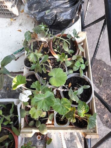 где купить цветы оптом дешево: Домашние и уличные цветы цены разные — 8