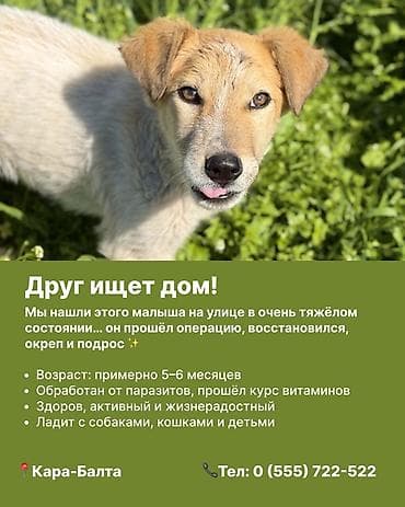 Отдам даром собаку: Ищем дом для двух собак в Кара-Балте 1) Щенок-дружок - Возраст — 2