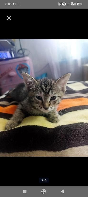 Кошки: Котёнок тигрового окраса - Полосатый короткошёрстный котёнок с — 1