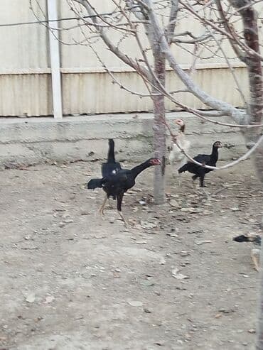 кыргыз добот ит: Дакан жожо мекиштер сатылат активный алмашу жолдору бар адрес Бишкек — 5