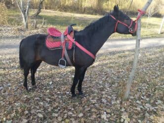 животные домашние: Продаю | Жеребец | Полукровка | Для разведения — 5