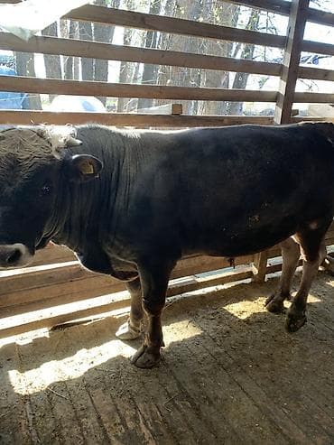 Продаю | Бык (самец) | Для разведения | Осеменитель