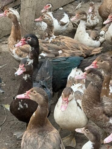 куры доминанты: Индоутки (мускусные утки), разноцветные окрасы: коричневый — 3