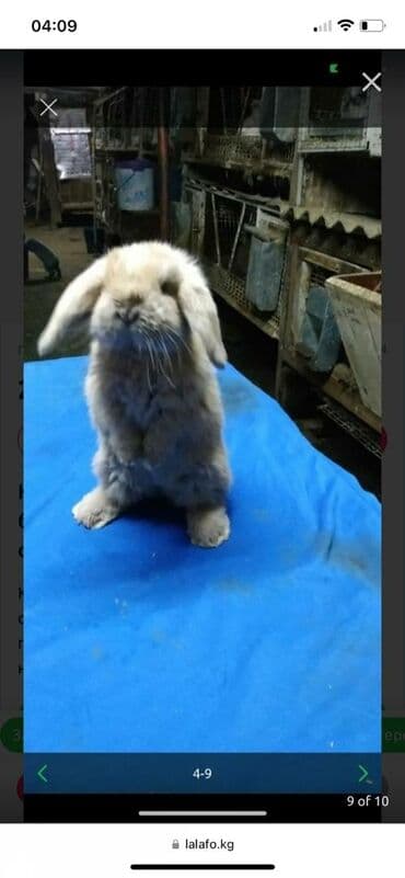 декоративные корсеты бишкек: Карликовые барашки разных расцветов. очень дружелюбные быстро — 6