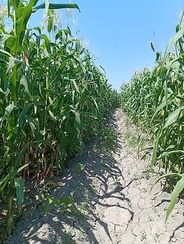 продаю кой: Кукуруза Оптом — 3
