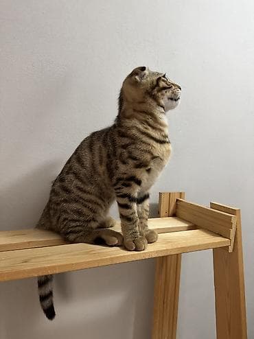 Мышыктар: Последний котенок! девочка. любит общение, не любит быть одна, всегда — 7