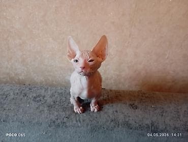 купить кошку в бишкеке: Сфинксы чистокровные — 5