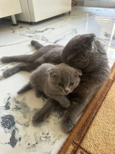 купить вислоухого котенка в бишкеке: Продаём с мамой — 1
