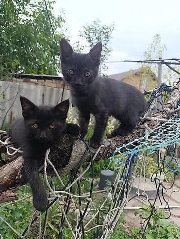 котята в канте: Беспородная, 2 месяца, Девочка, Черный, Приучена к лотку — 1