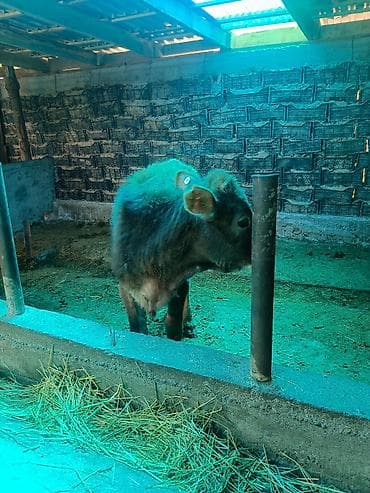 натуральный мёд: Продаю | Тёлка | На откорм — 2